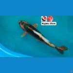KUJAKU 35CM --- CANAYA KOI FARM