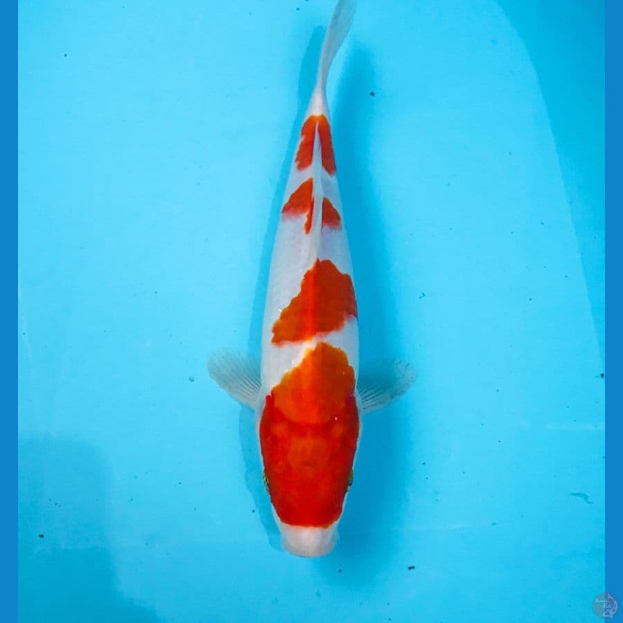 kohaku, 25 cm