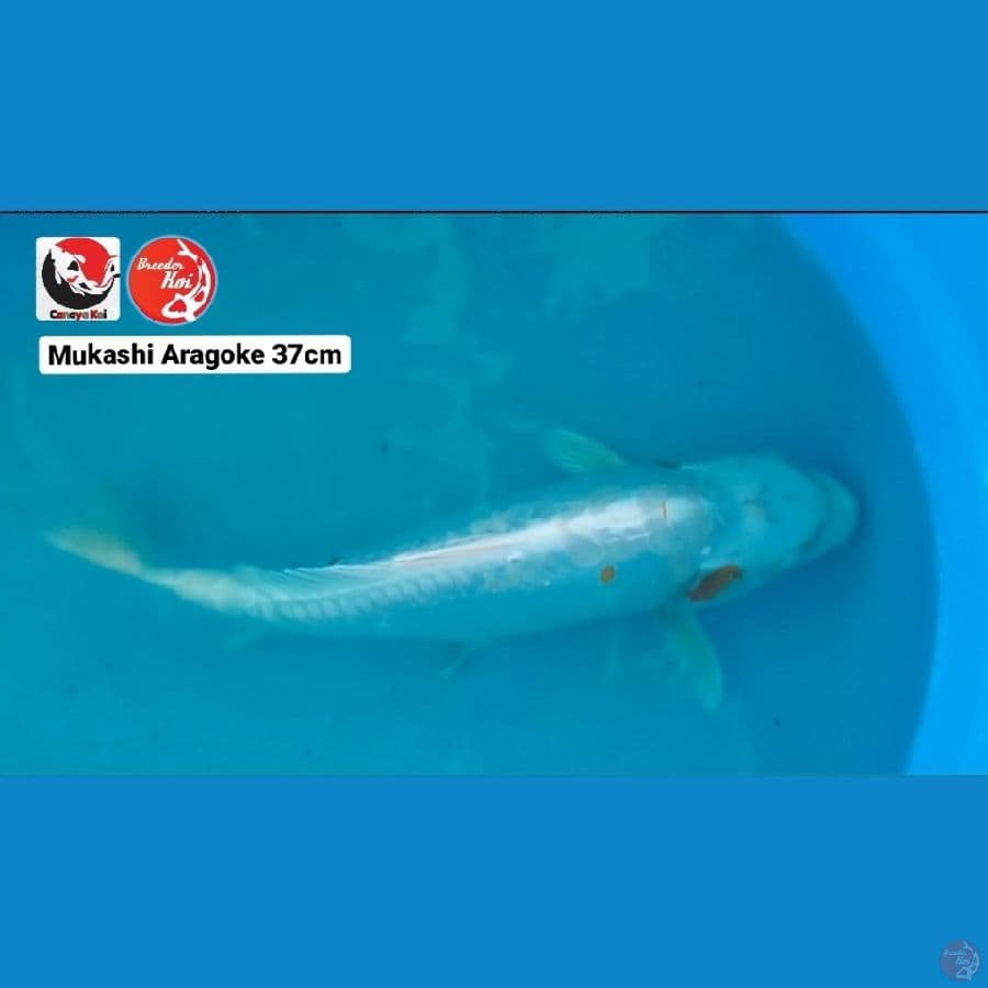MUKASHI ARAGOKE 37CM --- CANAYA KOI FARM