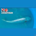 MUKASHI ARAGOKE 37CM --- CANAYA KOI FARM