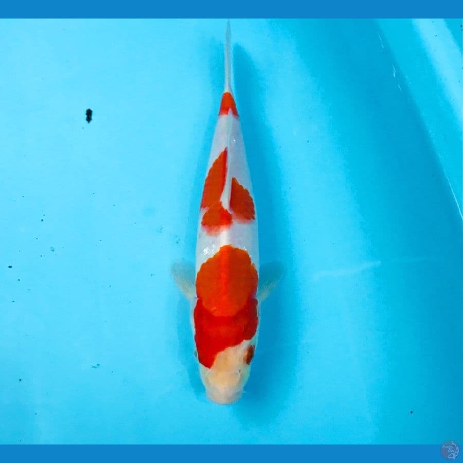 kohaku, 24 cm