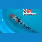 TANCHO SANKE 33CM --- CANAYA KOI FARM