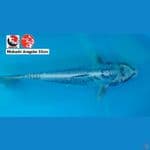 MUKASHI ARAGOKE 33CM --- CANAYA KOI FARM