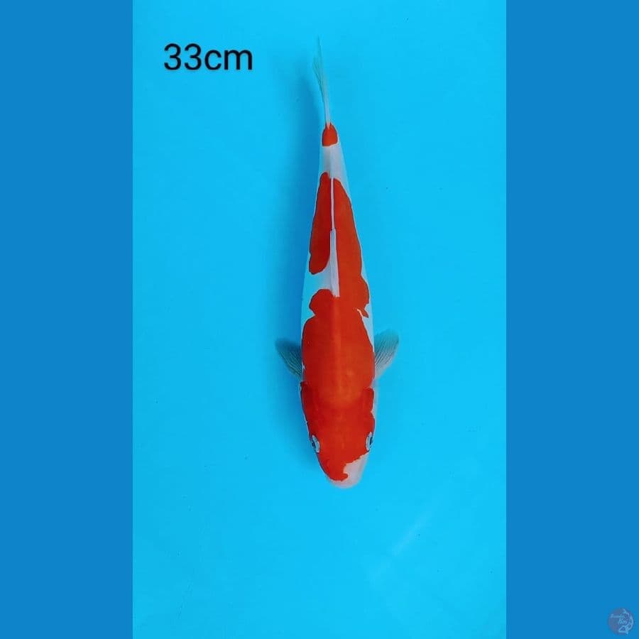 Doit Kacamata Murni - 33cm