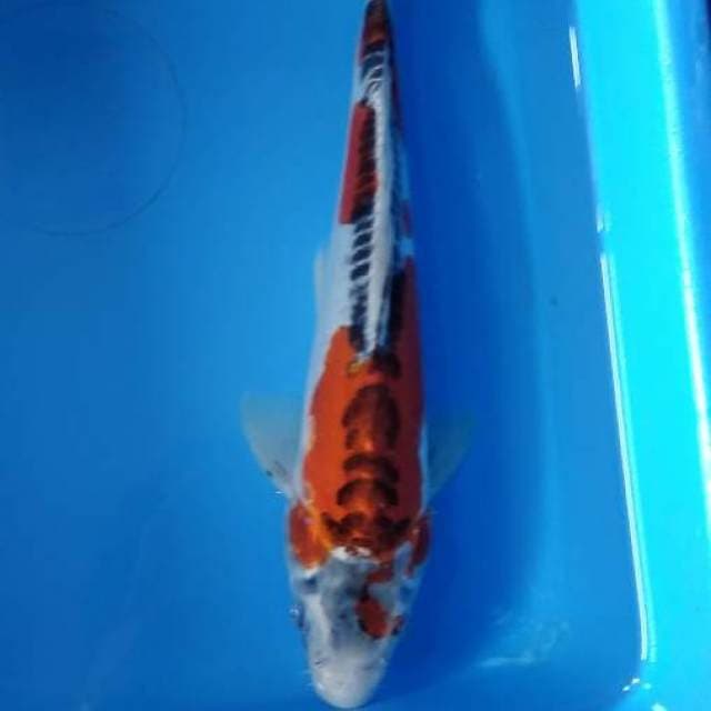 Kujaku 27cm