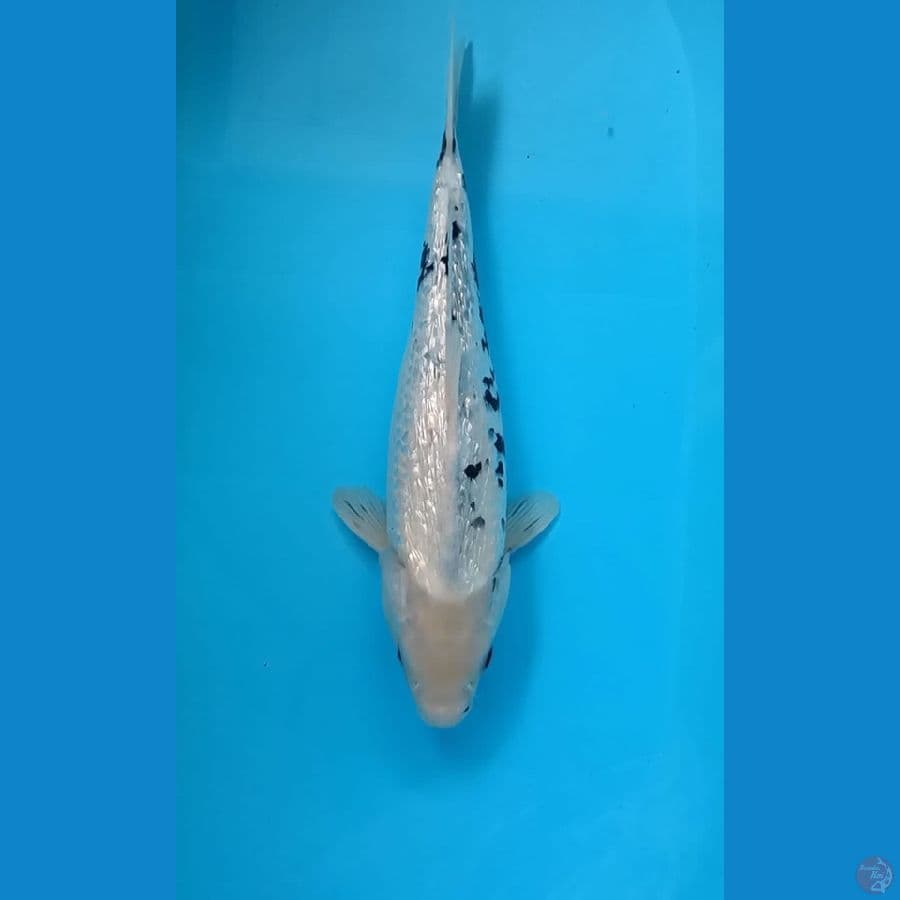 Shiro Ginrin salju - 38 cm