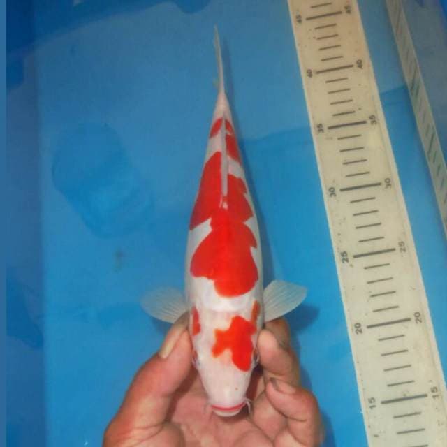 ABSTRAK KOHAKU