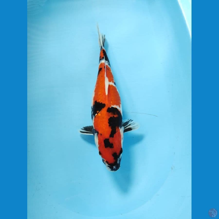 showa 40cm 
