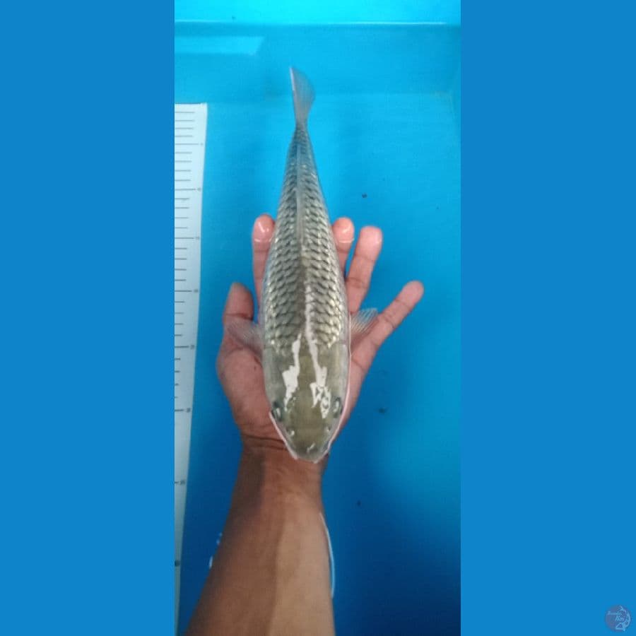 saragoi ginrin 30 cm