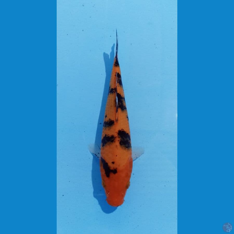ak sanke 23cm