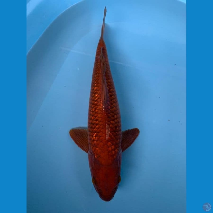 CHAGOI  Ginrin Tembaga 42cm