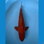CHAGOI  Ginrin Tembaga 42cm