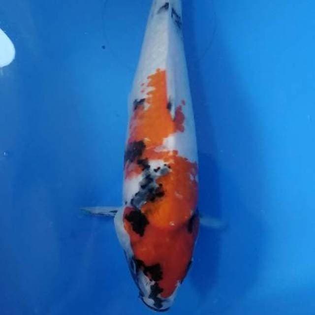 Showa 28cm