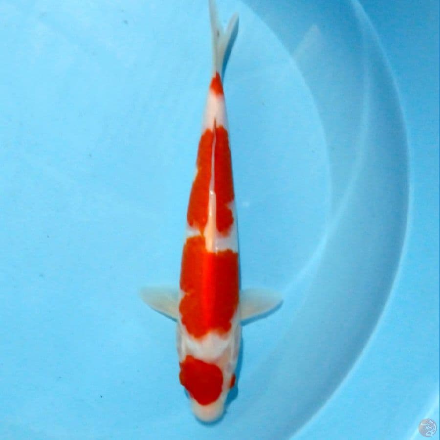 kohaku 27 cm