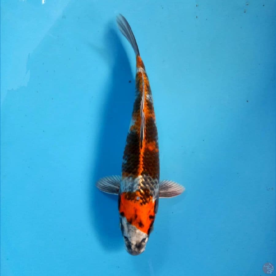 kin showa 19cm