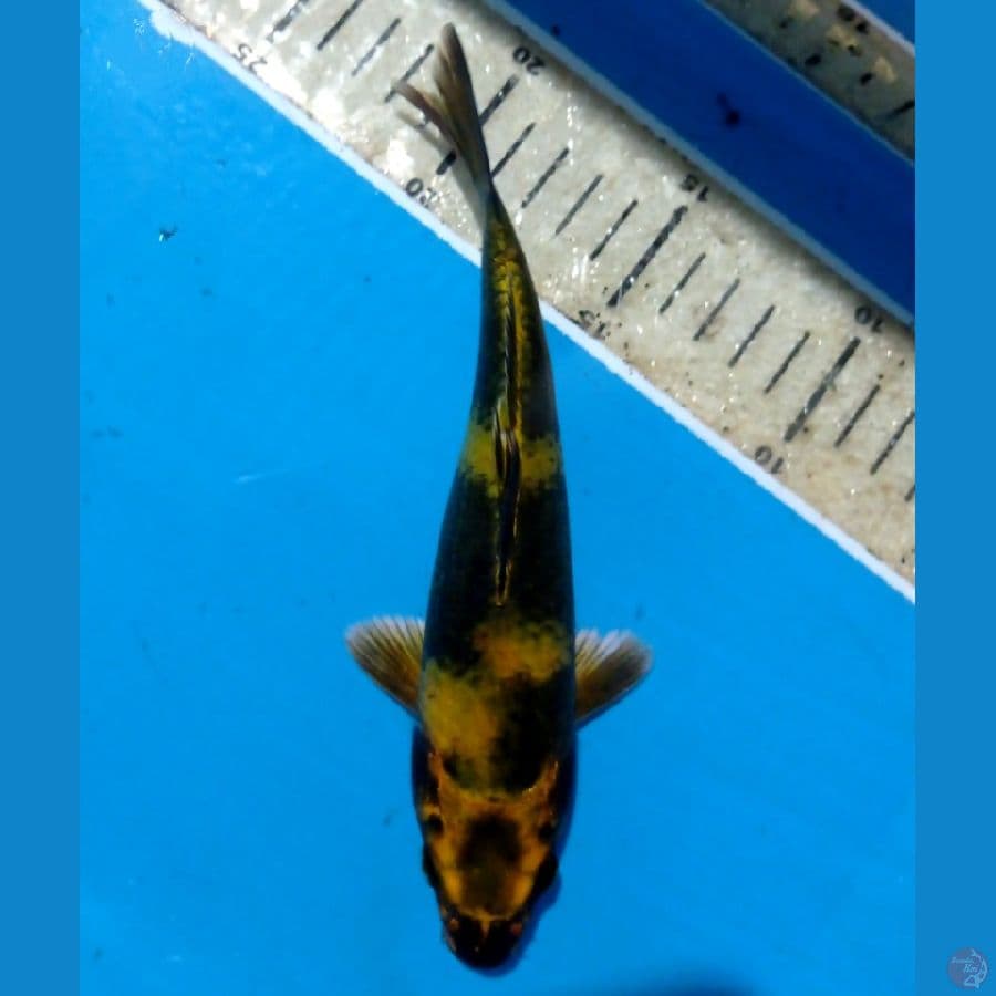 kin utsuri 18 cm