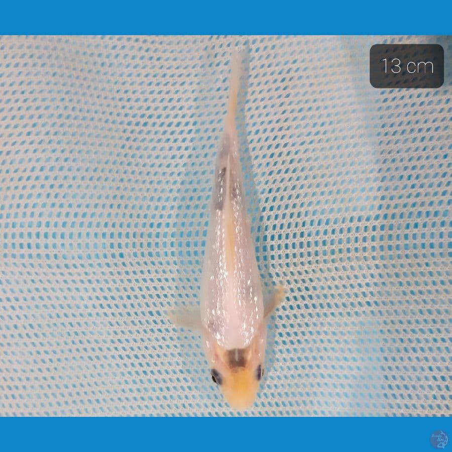 bahan keep ginrin padat 13 cm