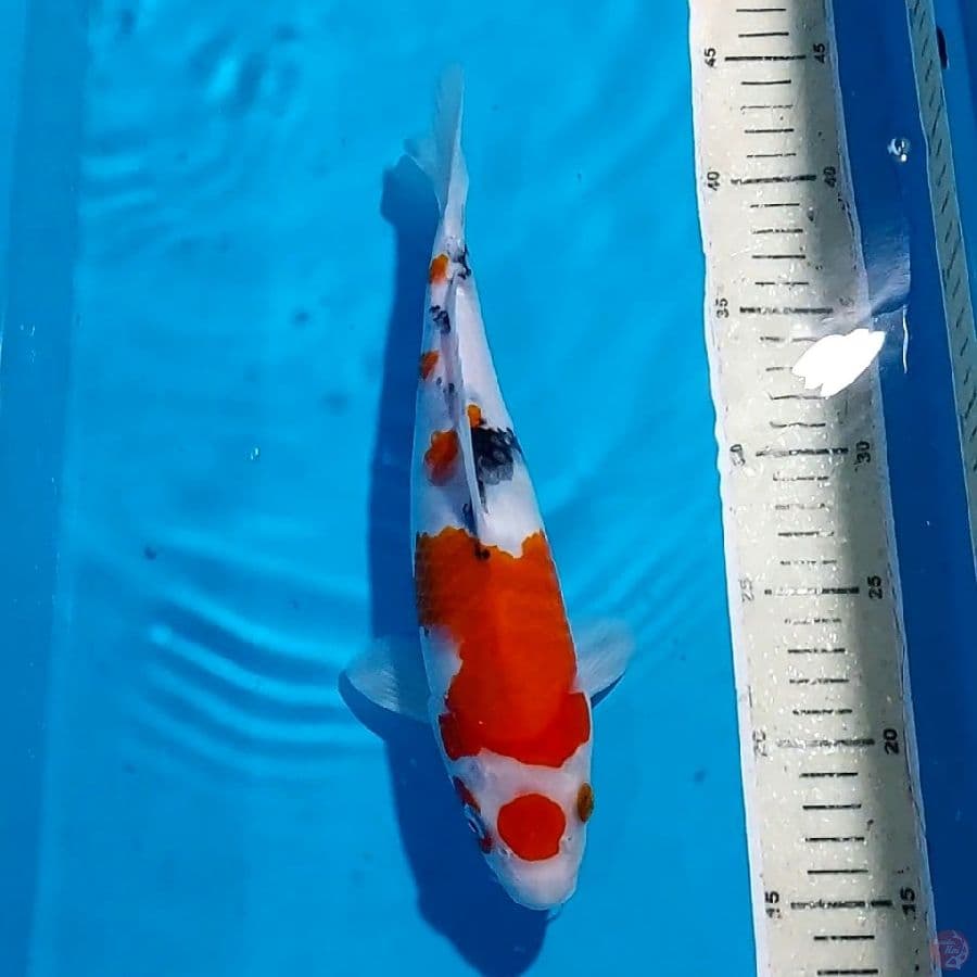Sanke maruten 28 cm