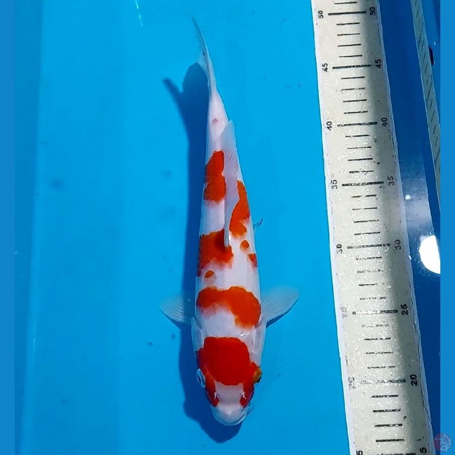 KOHAKU 29 CM