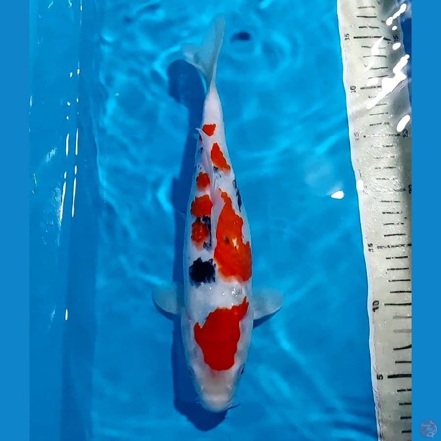 SANKE 31 CM