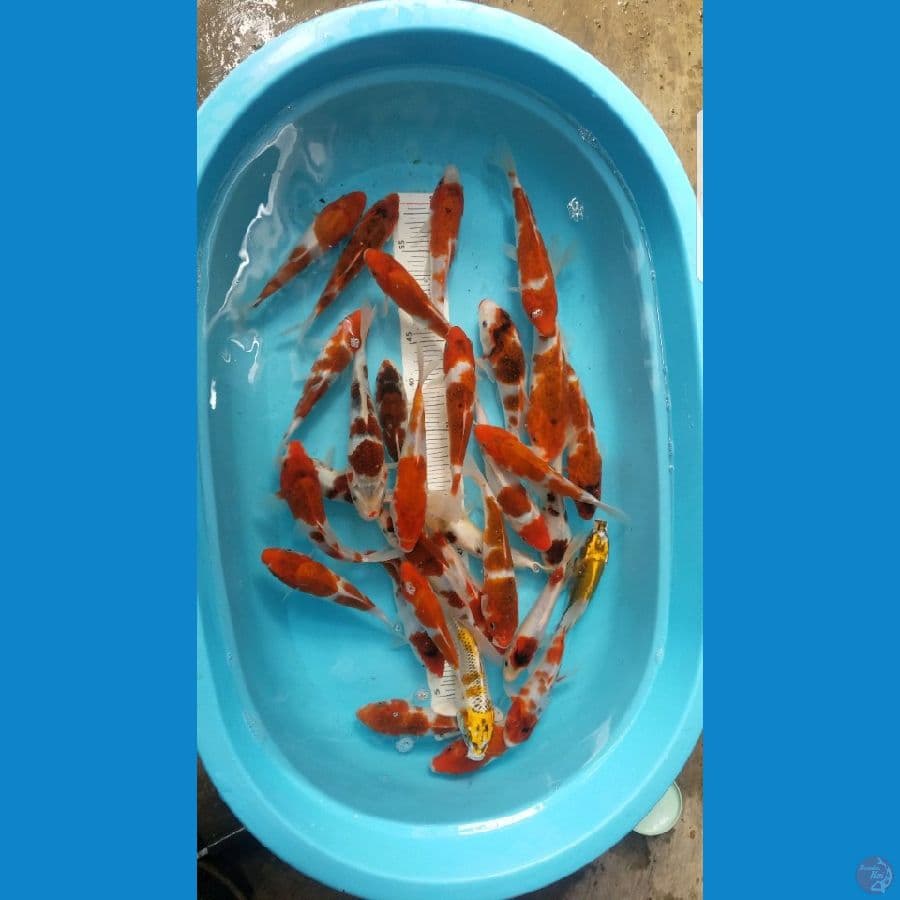 goromo mix kujaku..30 ekor