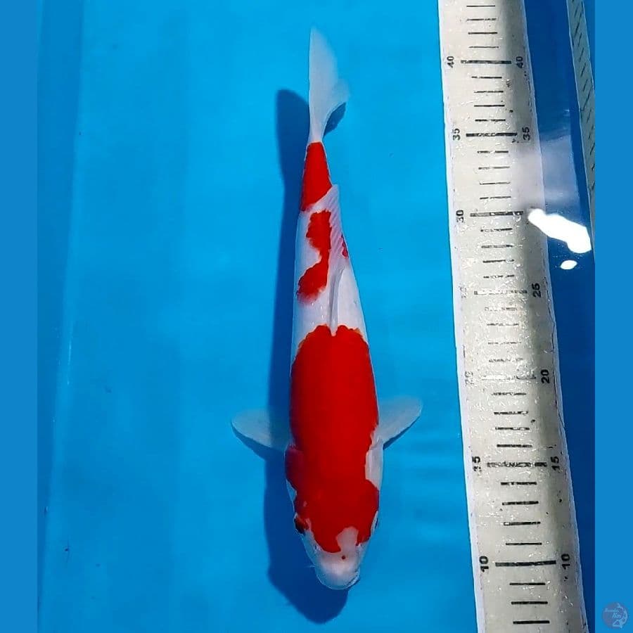 KOHAKU 31 CM