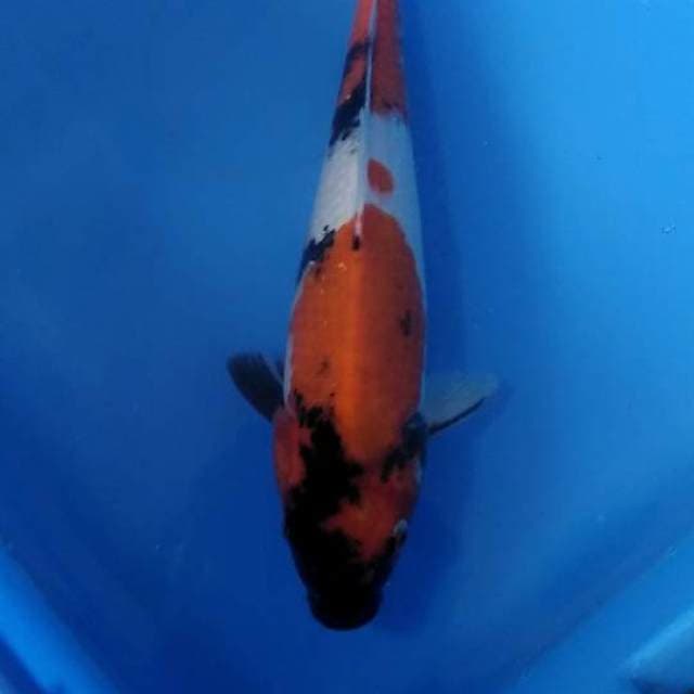 Showa 25cm