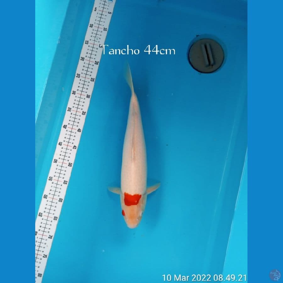 TANCHO JUMBO 44cm