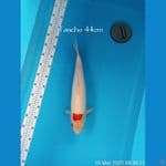 TANCHO JUMBO 44cm