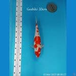 GOSHIKI 35cm