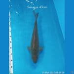 SORAGOI JUMBO 45cm 