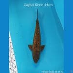 GINRIN JUMBO 44cm