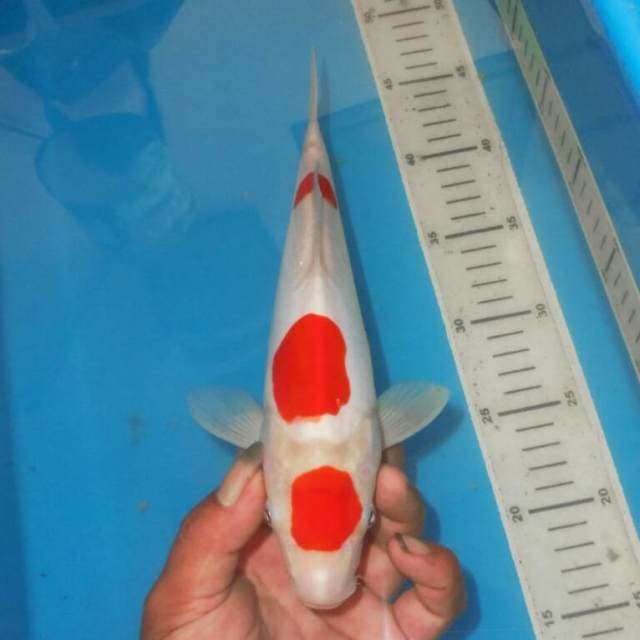 MARUTEN KOHAKU