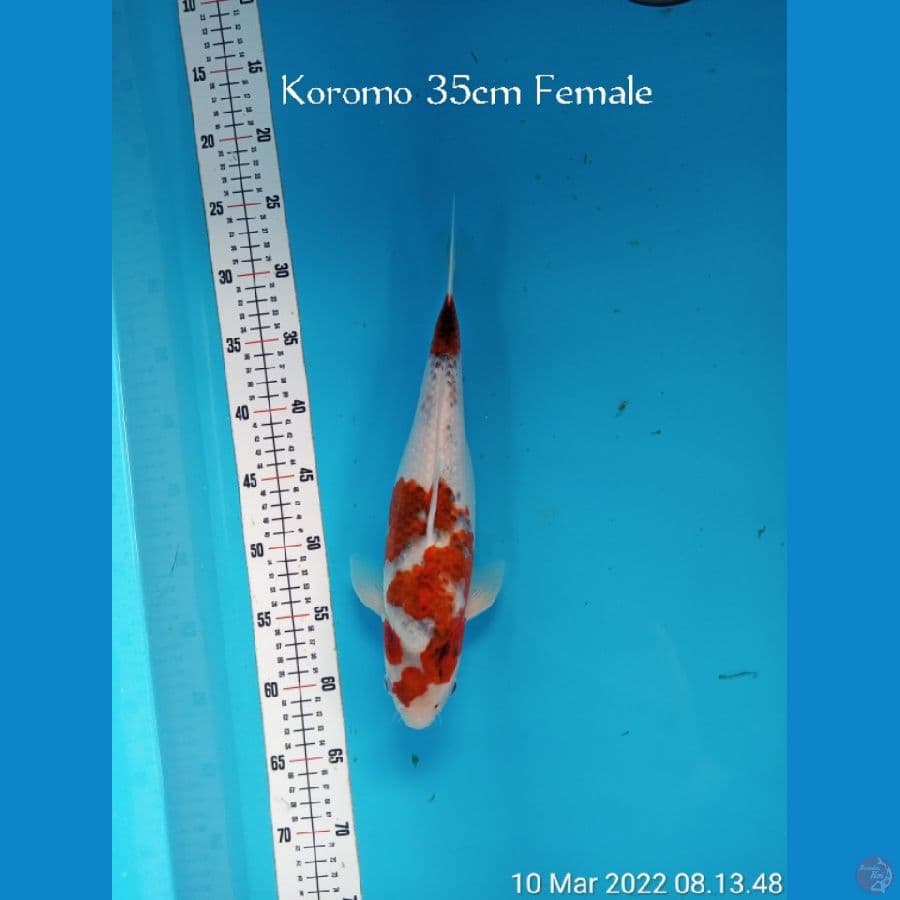 GOROMO 35cm