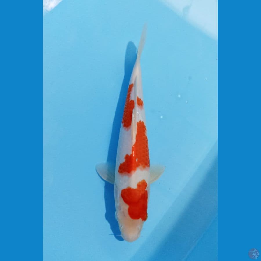 kohaku 28cm