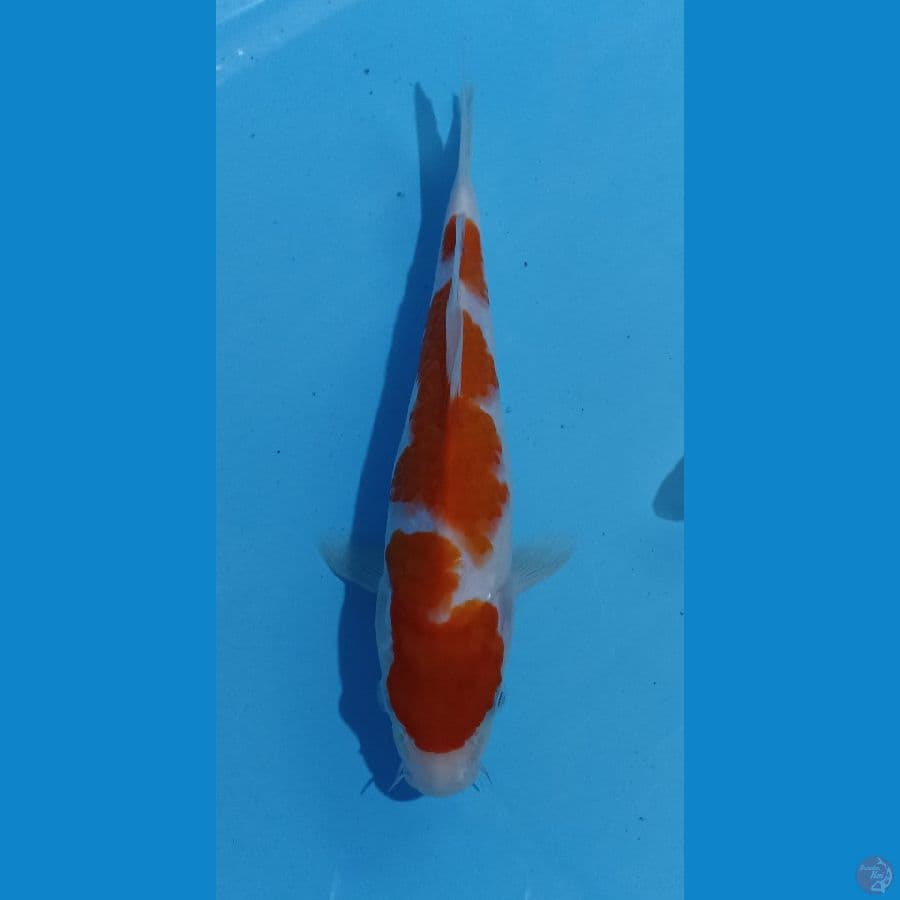 kohaku 22cm