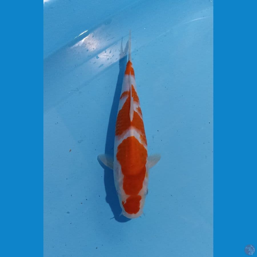 kohaku 30cm
