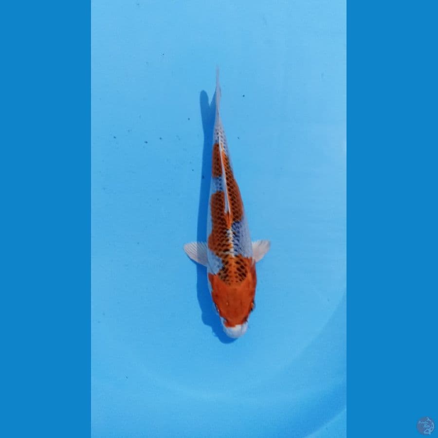 kujaku 25cm
