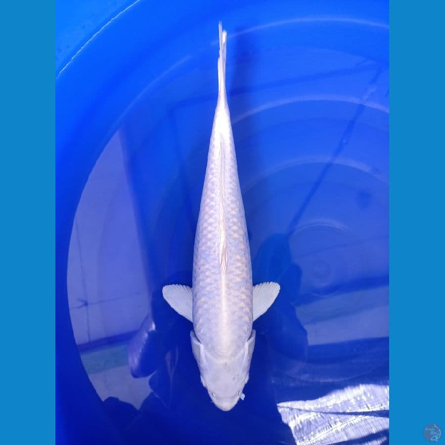 Platinum Male - 40cm