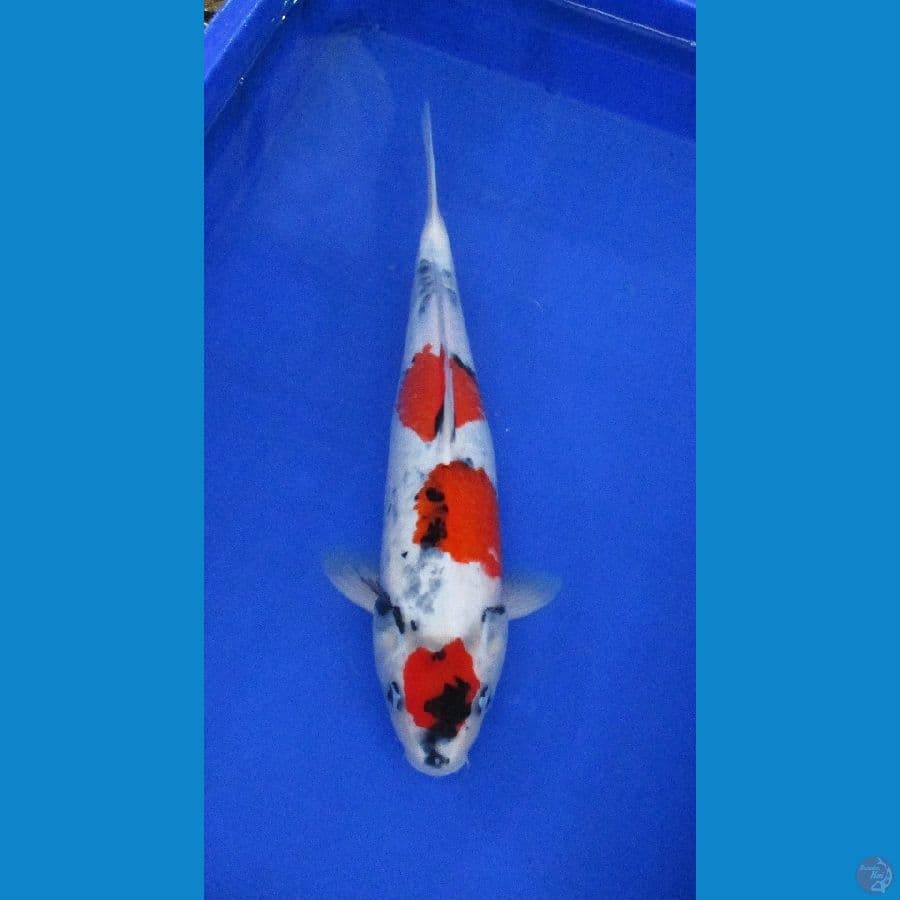 tategoi showa ±38cm