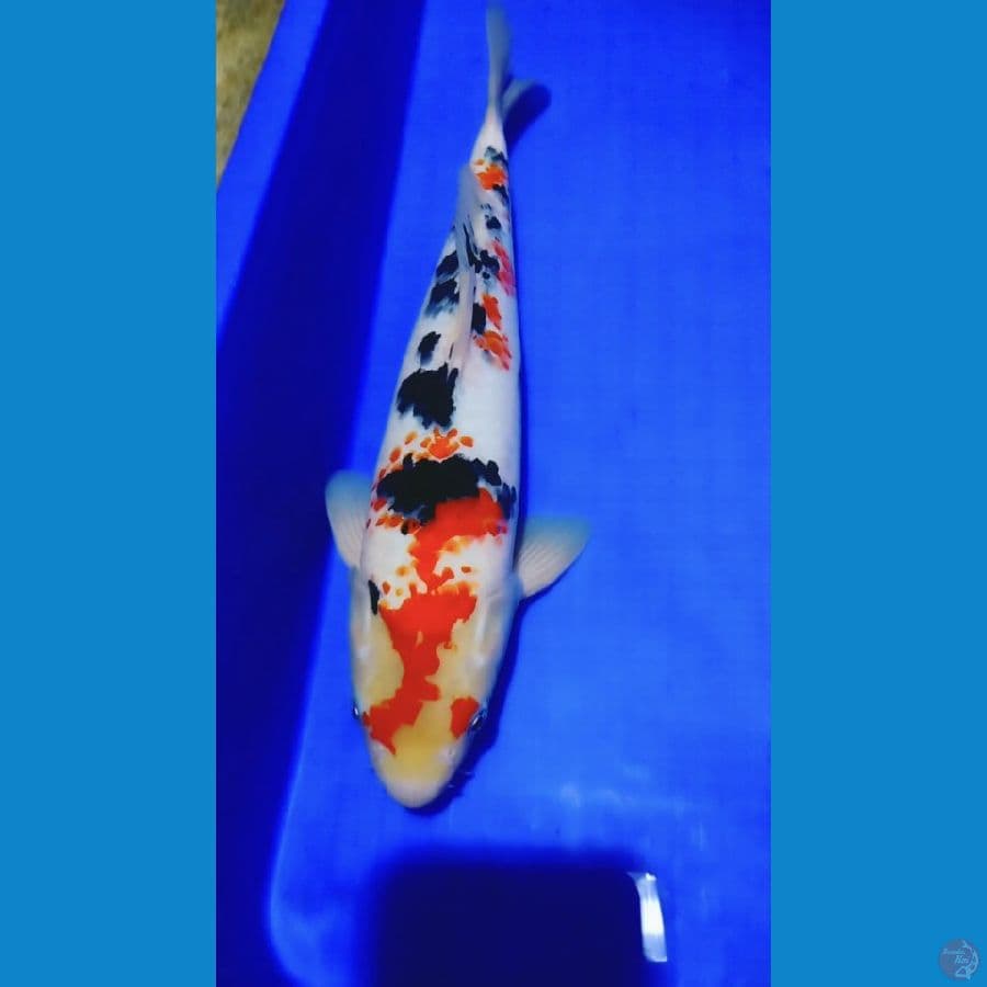 Showa Kanoko