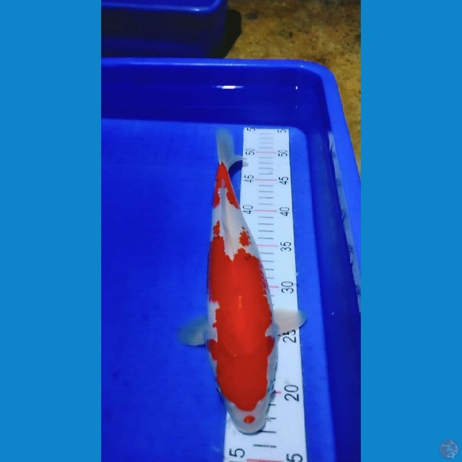 Kohaku