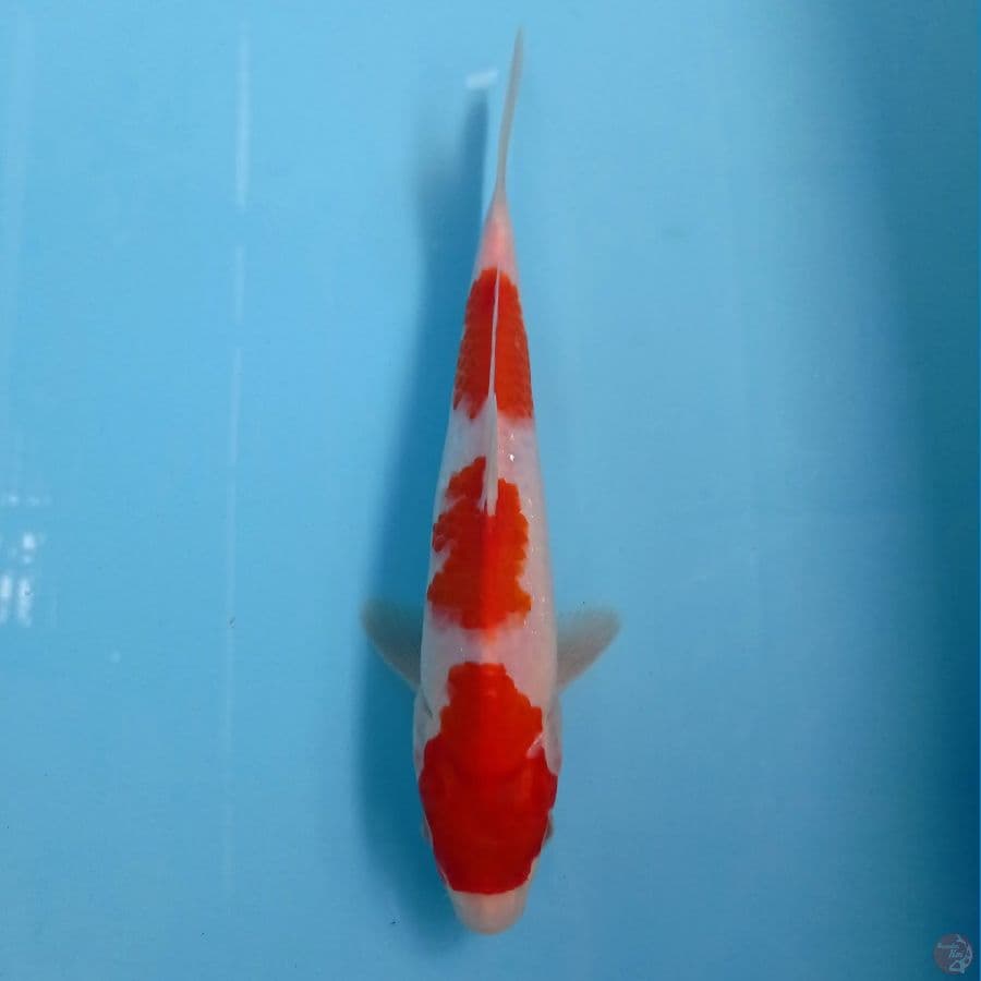 kohaku, 24 cm