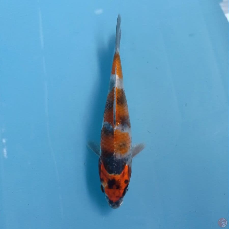 kin showa, 17 cm