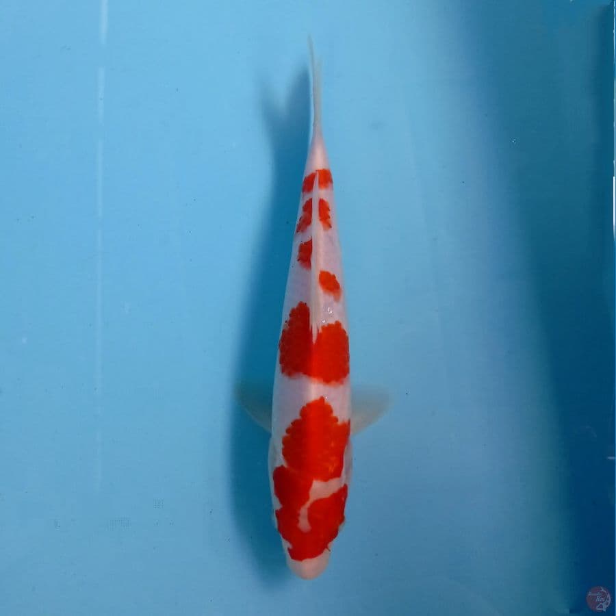 kihaku, 25 cm