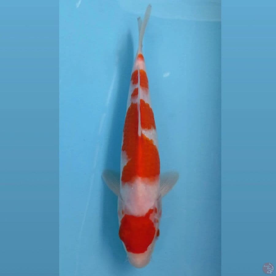 maruten kohaku, 26 cm