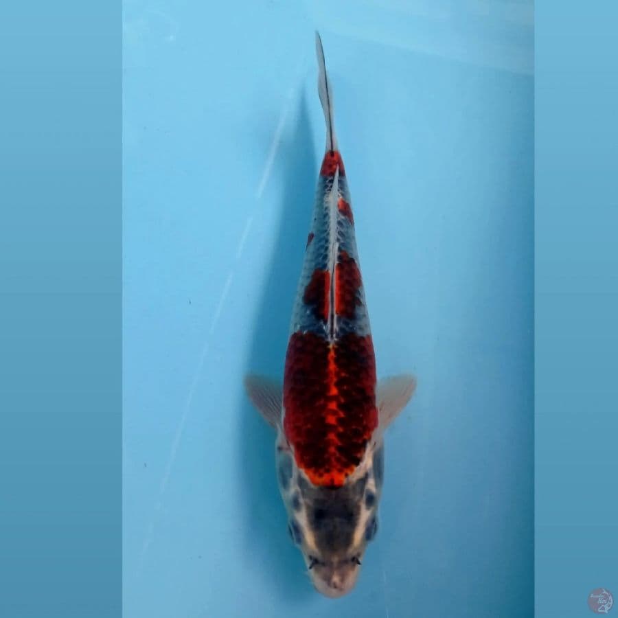 goshiki, 23 cm