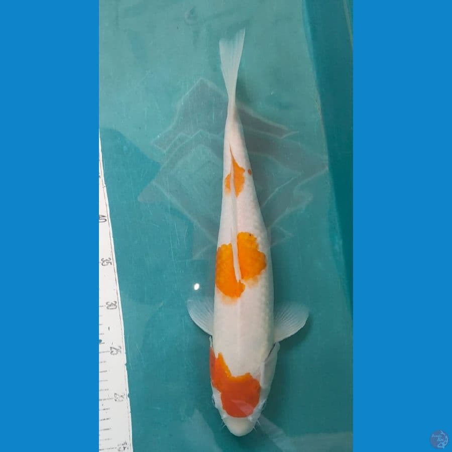 kohaku f1 44cm