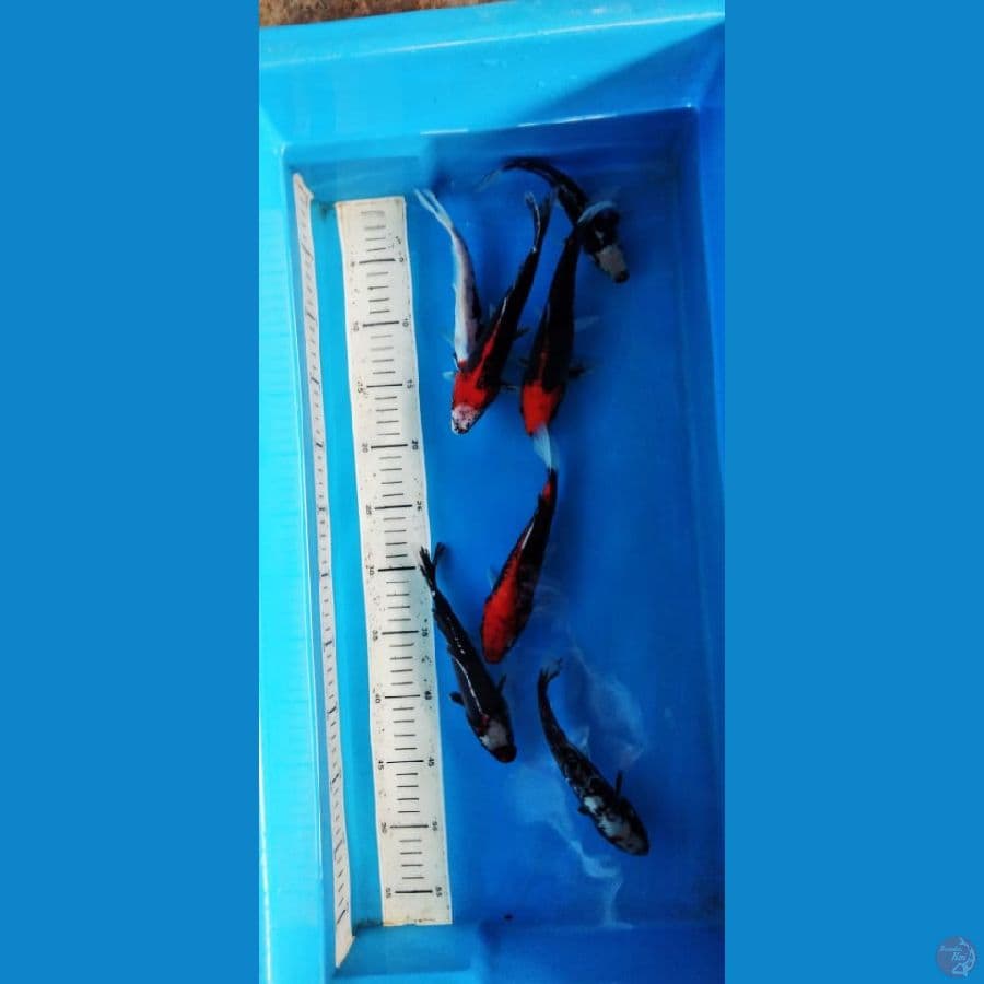paket kumoun riyuu 17 22cm