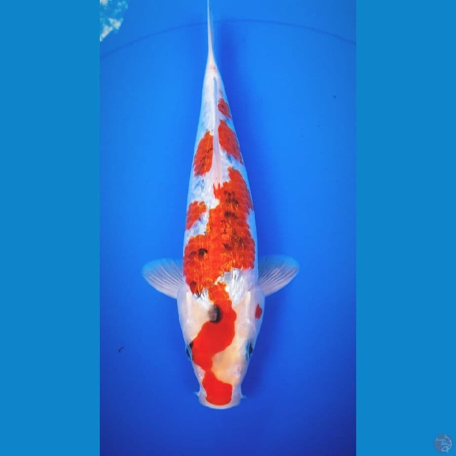 Goshiki Ginrin 31CM